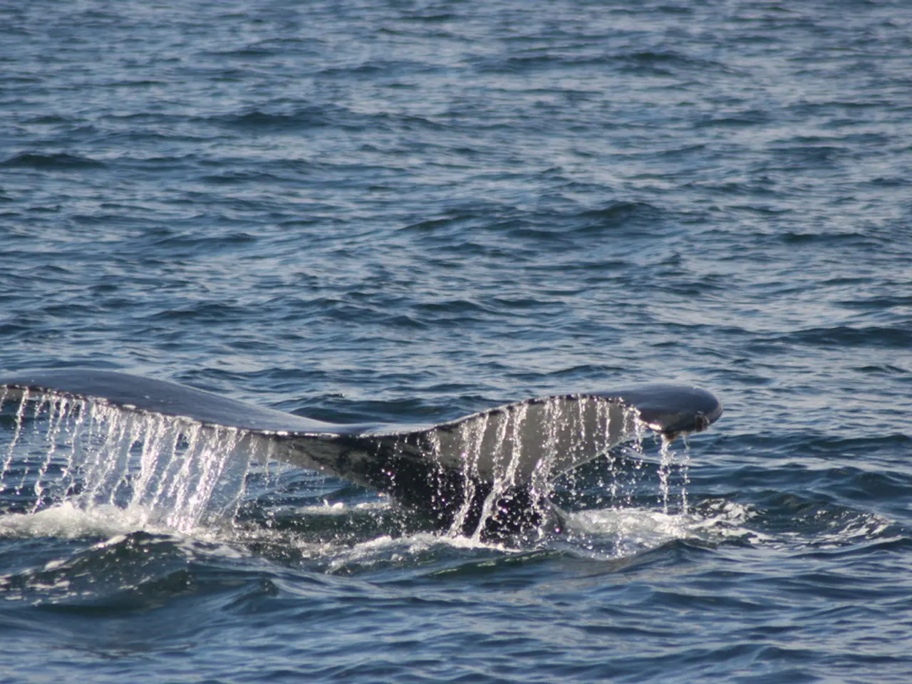 Cryptocurrency Chainlink witnesses continuous bull market as major investors acquire 1.15 million...