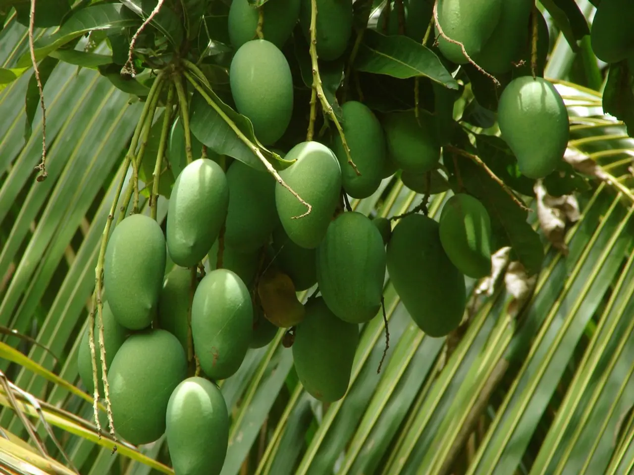 Discover the Details of Mango Orchard Situated in Melmaruvathur