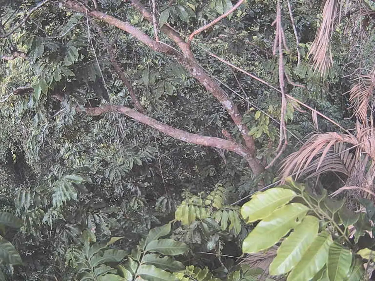 Expanding Sustainable Palm Oil Production in Asia's Growing Economic Regions: RSPO's Goal