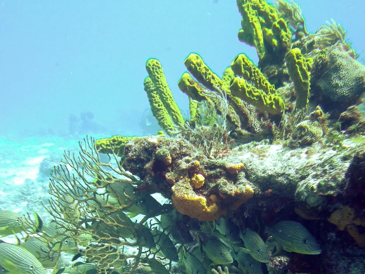 Unraveling the strife surrounding the netting of a 2-century-old deep-sea specimen