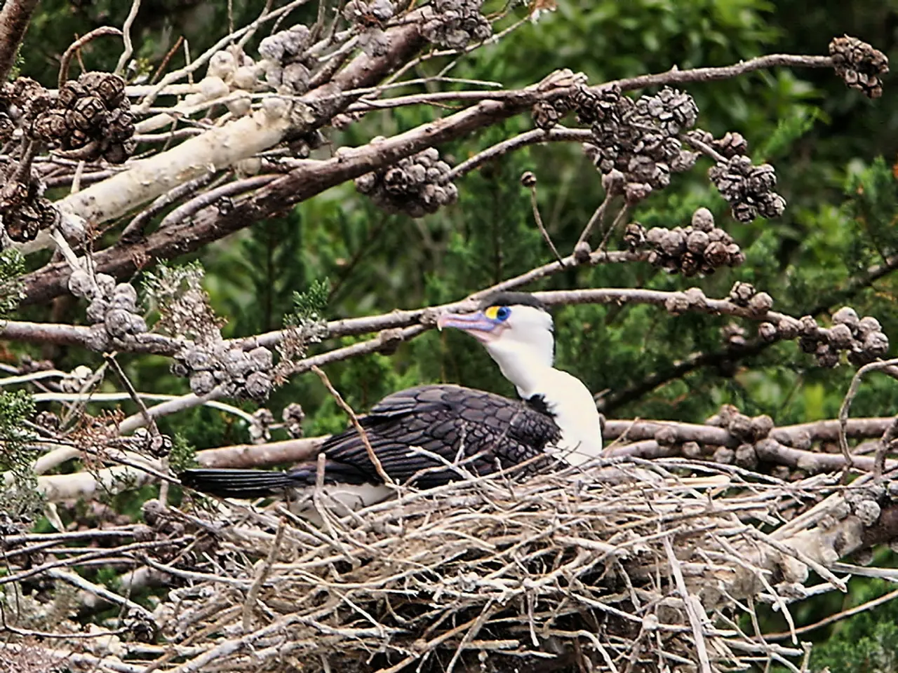 In this picture there is a nest on the tree and there is a bird on the nest. At the back there are...