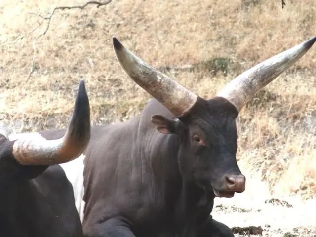 Milk manufacturers refuse to unite in extensive corporate amalgamation