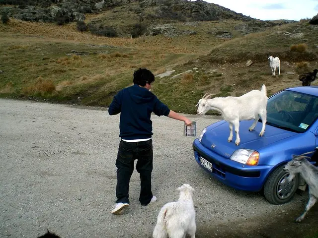 Wealth Analysis of Shepherd Heinrich: Insight into His Financial Assets and Income Streams