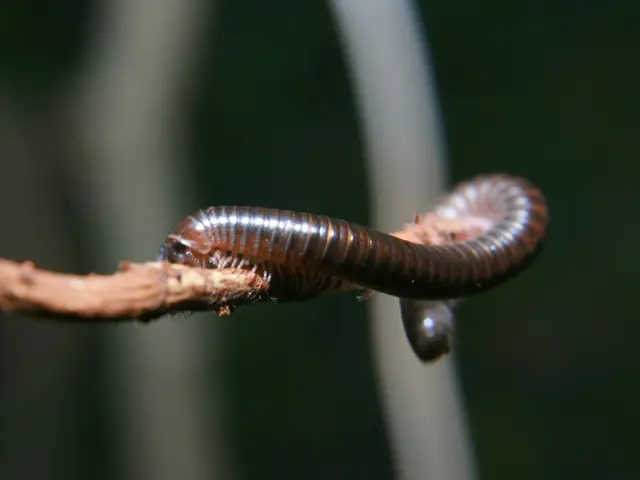 Livestock commerce re-initiated between the U.S. and Mexico, lifting the screwworm threat...