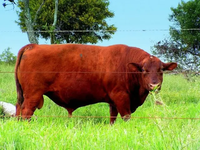 Options Trade Strategies: Covered Call ETFs Gain Popularity, Yet Superior Choices Exist