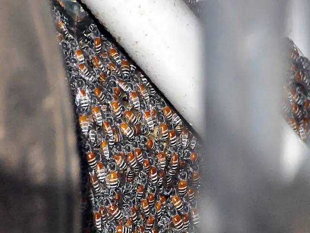 Gathering of Our Website with Apimondia's Administration