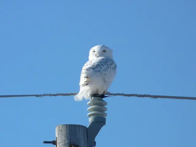 Federal government agency NOAA plans to reduce its workforce by 17% next year, following the...