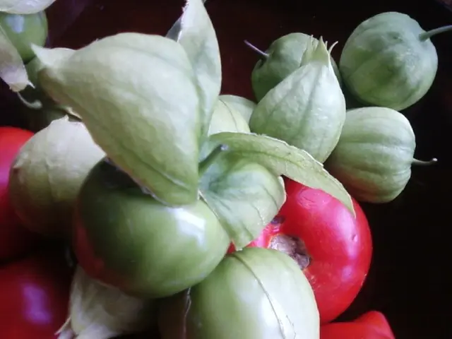 The Reason Behind the Frequent Price Hike of Local Vegetables Compared to Imported Ones in Belarus