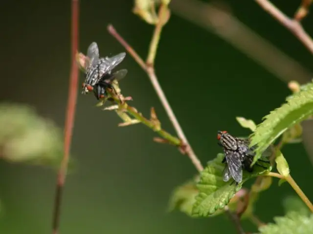 Mexico to debut sterile fly facility combatting screwworm fly by 2026