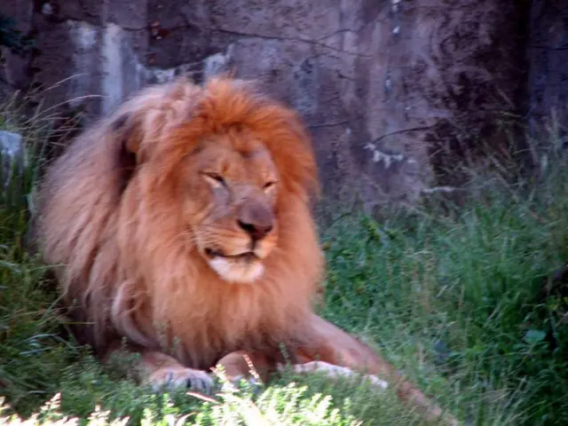 Hunter Slaughters Lion During Research Study in Zimbabwe, Incurring Anger and Outrage