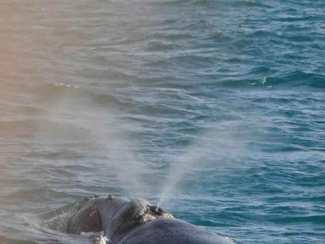 Marine Crisis: The Endangered Right Whale Faces Death - Due to Our Actions