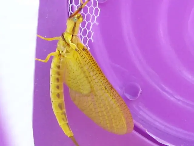 Hong Kong pest control company barred from recruiting foreign labor due to local workforce...