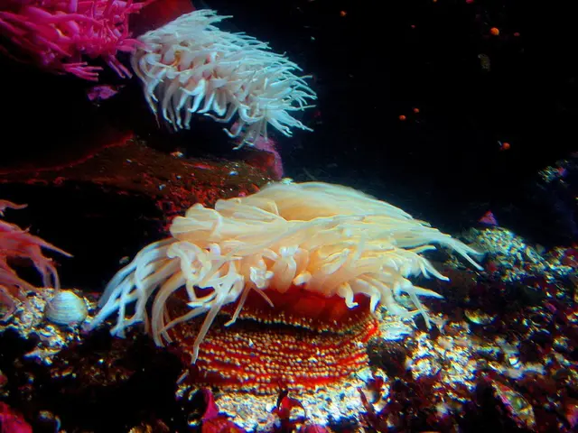 Cyprus's Coral and Bolt Team Up for Vibrant Innovation in Cypriot Transportation Sector