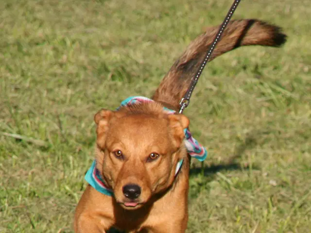 Race Between Digital Currencies: Ethereum and Dogecoin Vying for Faster Growth