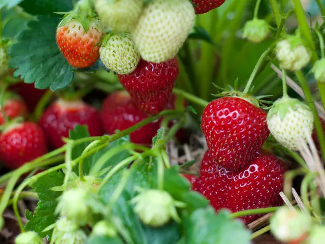 Saga Robotics Obtains $11.2 Million for Expansion of Ultraviolet-C Light Emitting Robots,...