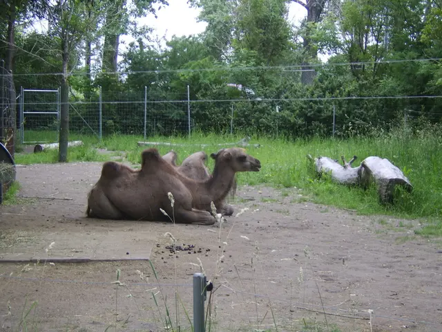 Unconventional Tea Manufacturer, Camellia, Provides Rewards to Long-Term Shareholders