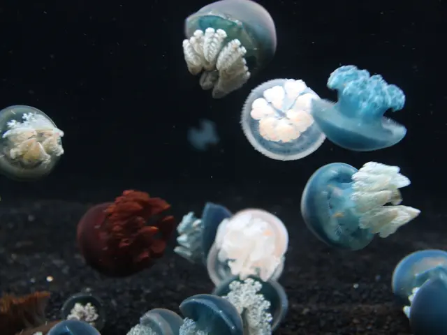 Massive jellyfish infestation halts operations at France's largest nuclear energy facility