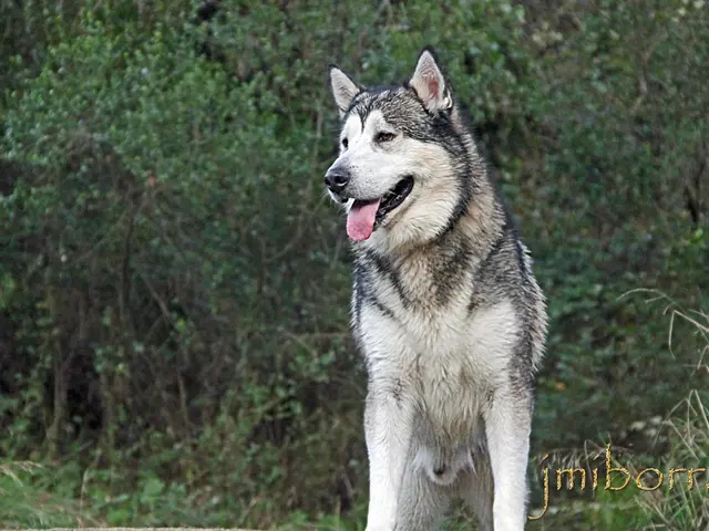 Wolf protection measures now apply across North Rhine-Westphalia for livestock herds