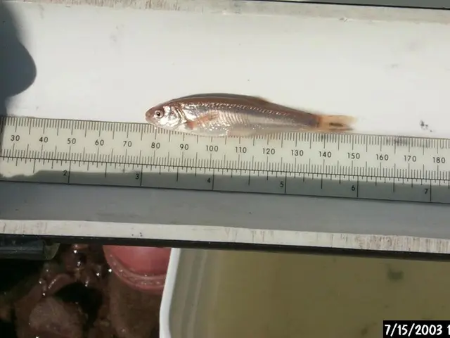 Stock market's DAX begins with limited variations, as economic surveys from ZEW and inflation...