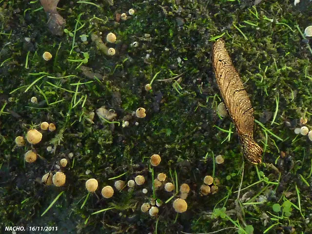 Al-Nakheel Agricultural Production Company, under the form of Public Shareholding Company...