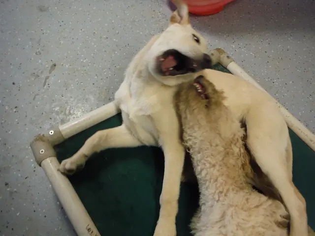 Forecasting Dogecoin Value for August 12th