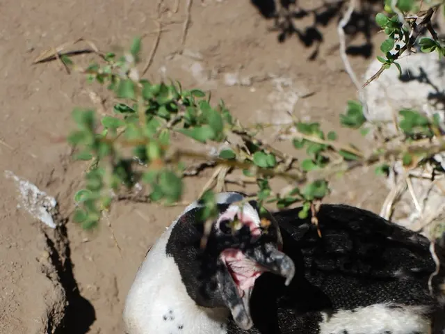 Filipino egg farm earns "Certified Humane" recognition