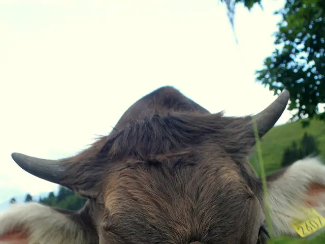 Alberta Cattle Farmers Plan Departure from Canadian Cattle Association in 2026