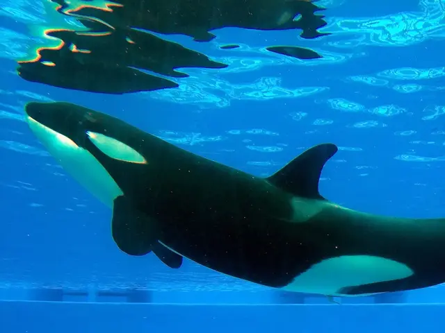 Ethereum ICO Whale Accumulates Sales Worth $18,970,000, Raking in Substantial Gains