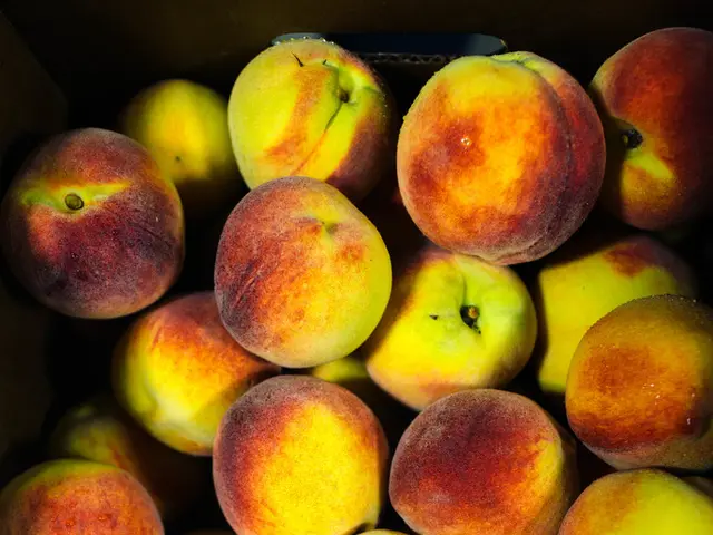 Anticipates bountiful apple crop by industry body in 2025