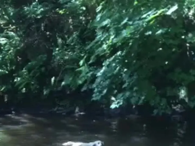 Mandate issued for MultiChoice to present offer to Canal+