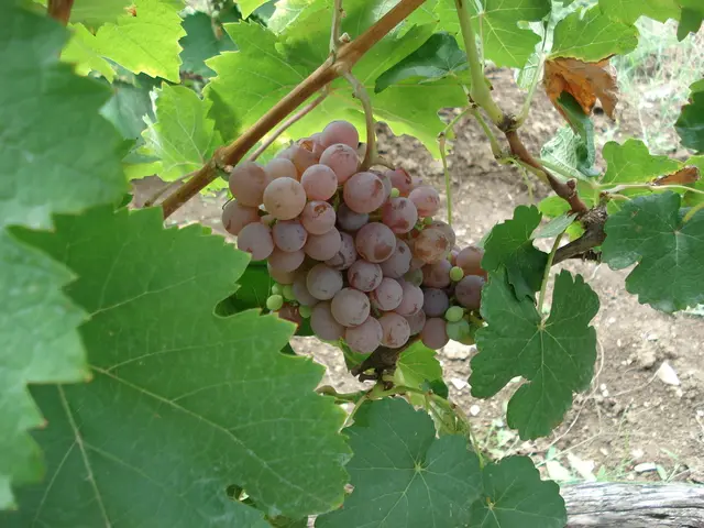 Expansion of the comprehensive insurance program for multiple risks