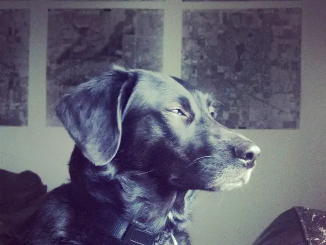 Digital Mischief-Makers Usurp NYC's Canine Mayoral Race in Cryptocurrency Stunt