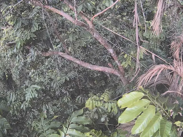The picture consists of different trees. On the right there are dried palm tree leaves.