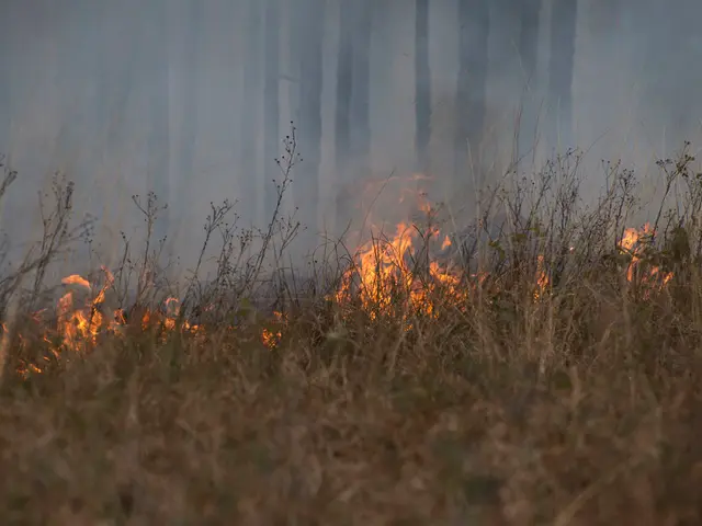 In this image we can see the fire on the surface of the grass. In the background there are trees.