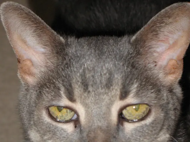 In this picture, there is a cat which is in grey in color.