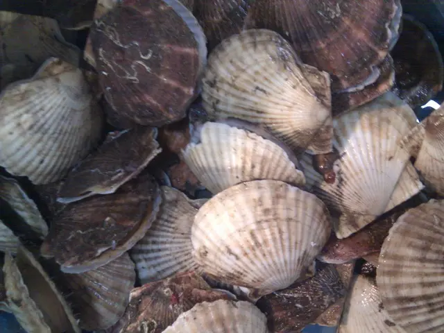In this image we can see many shells.