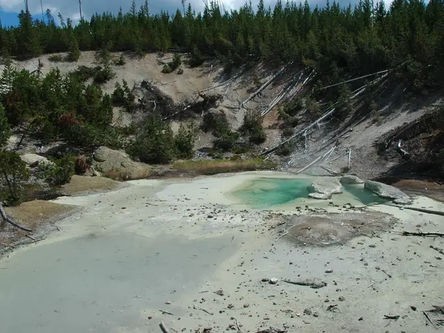 These are the green trees and here this is water.