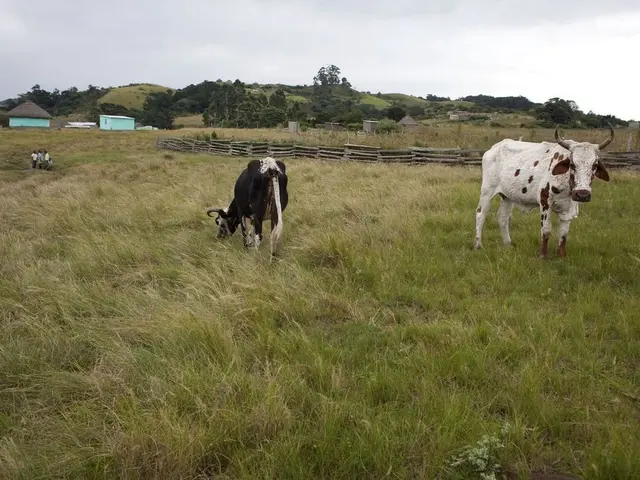 As we can see in the image there is grass, cows, fencehouses, few people over here, trees and sky.