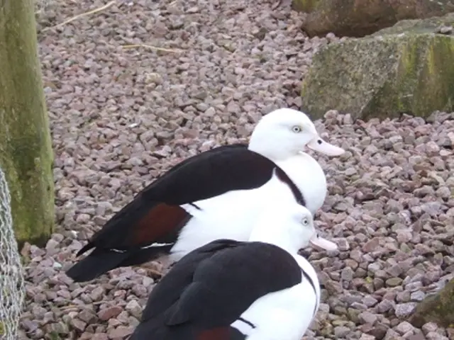 The picture consists of gravel stones, bird's, net, trunk and rocks.