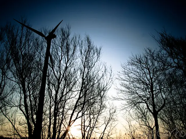In this picture there is a windmill in the front. Behind there are many dry trees and in the...