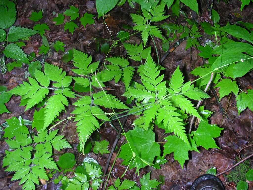 Probe into Alleged "Greenwashing" towards Previous DWS Head Inhibited